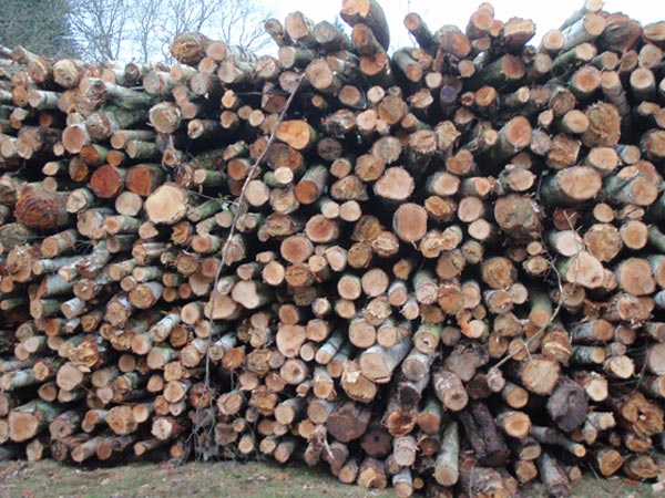 Different Types of Wood for Burning and their Characteristics